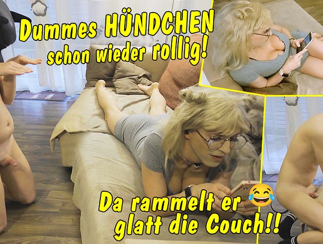 Dummes Hündchen ist schon wieder total rollig. Da rammelt der Köter doch glatt die Couch!