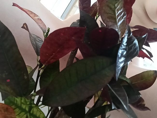 Rache ist süß (Rachepiss)